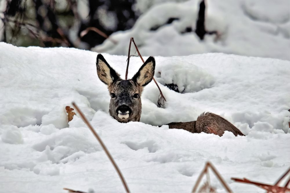 Photograph by David Rose-Massom