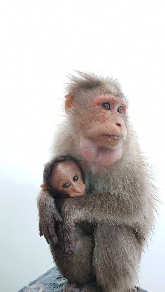 Photograph by Shyam. K