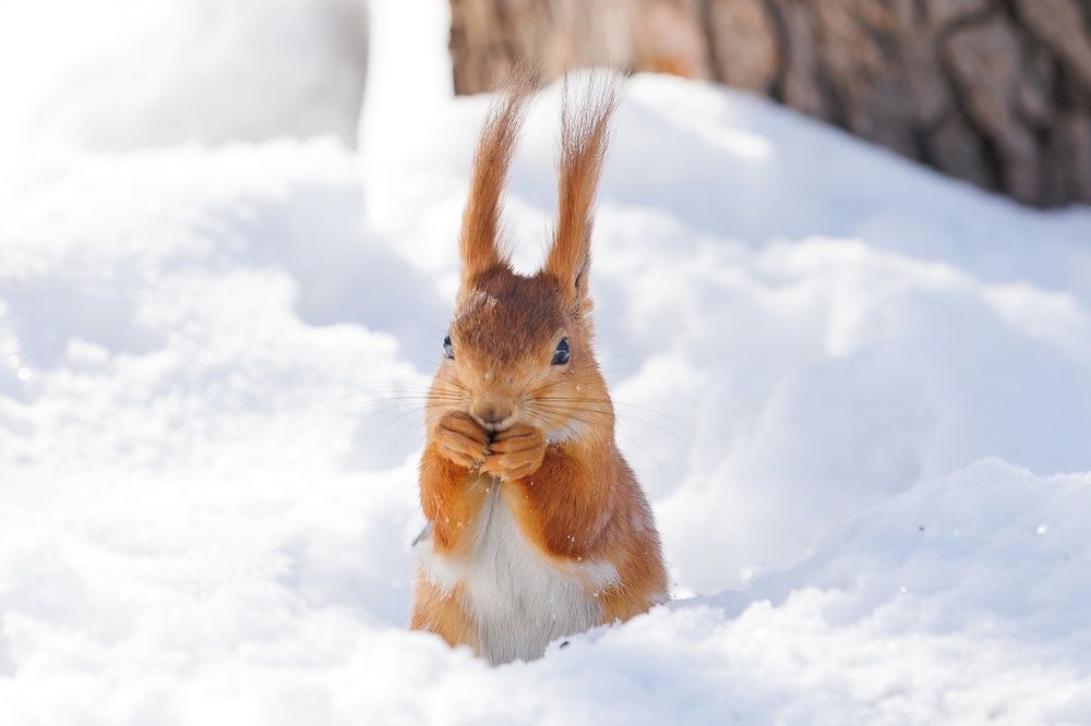 Photograph by Антон Чепуркин