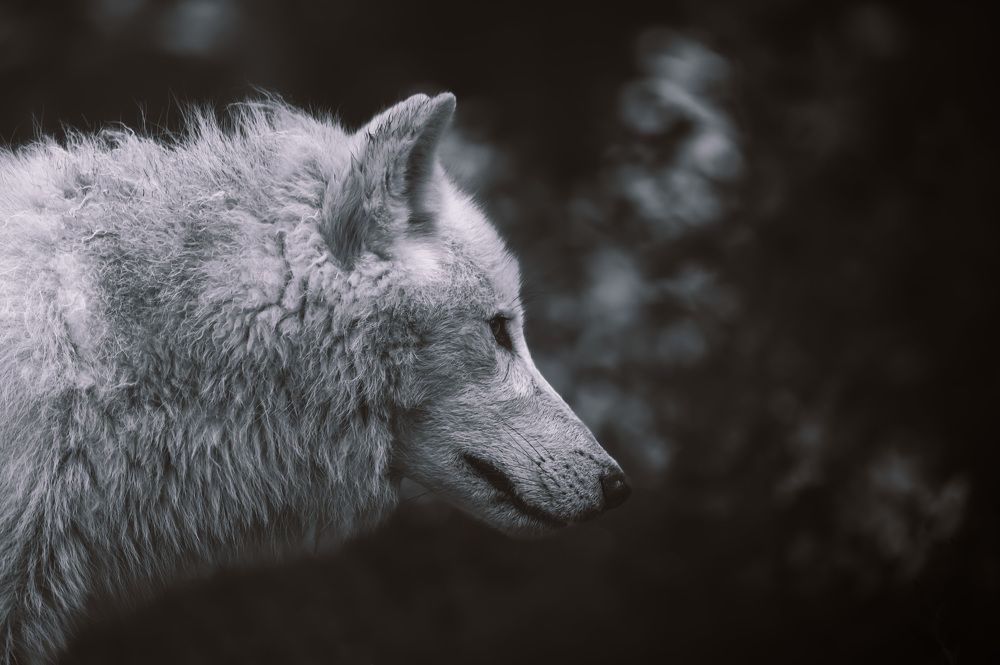 Photograph by Tomáš Jurník