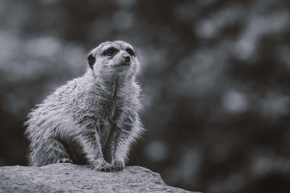 Photograph by Tomáš Jurník