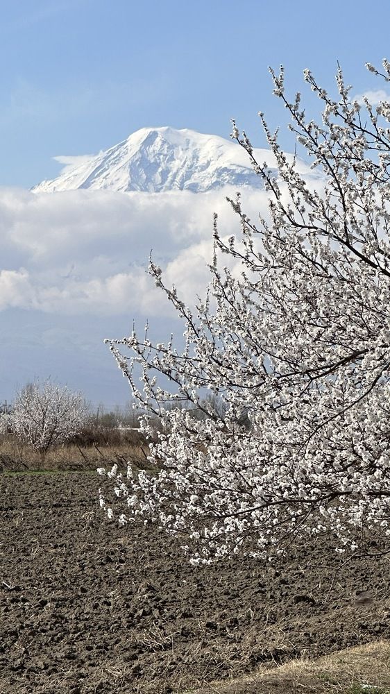 Весенние контрасты