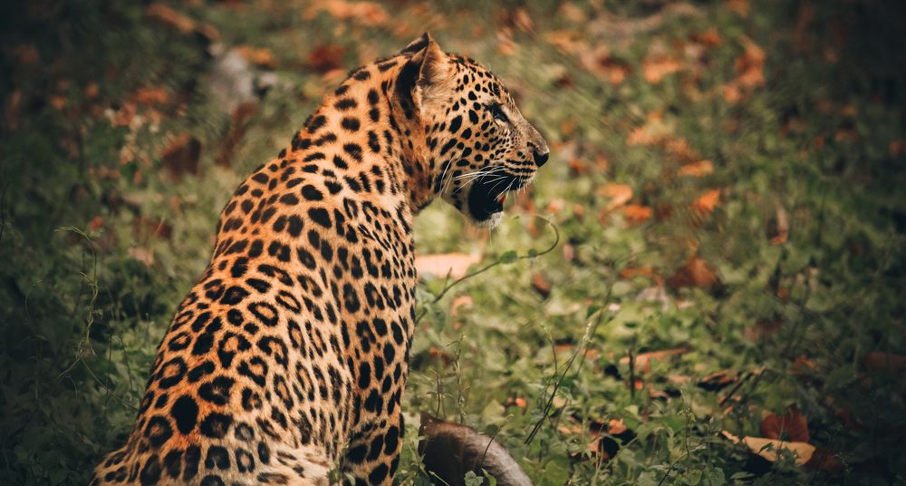 Photograph by Kaustav Ghosh