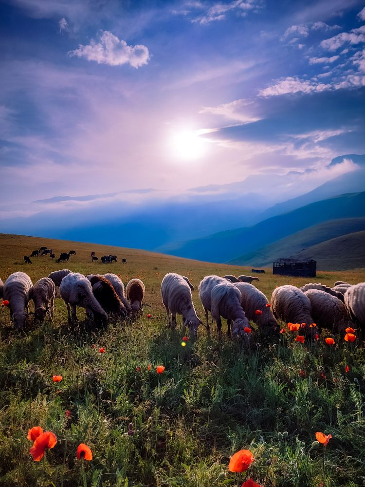 Photograph by Reza sharbaf