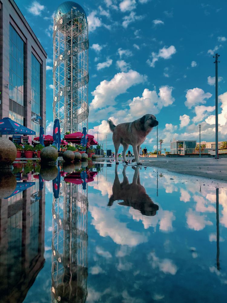 Dog Reflection
