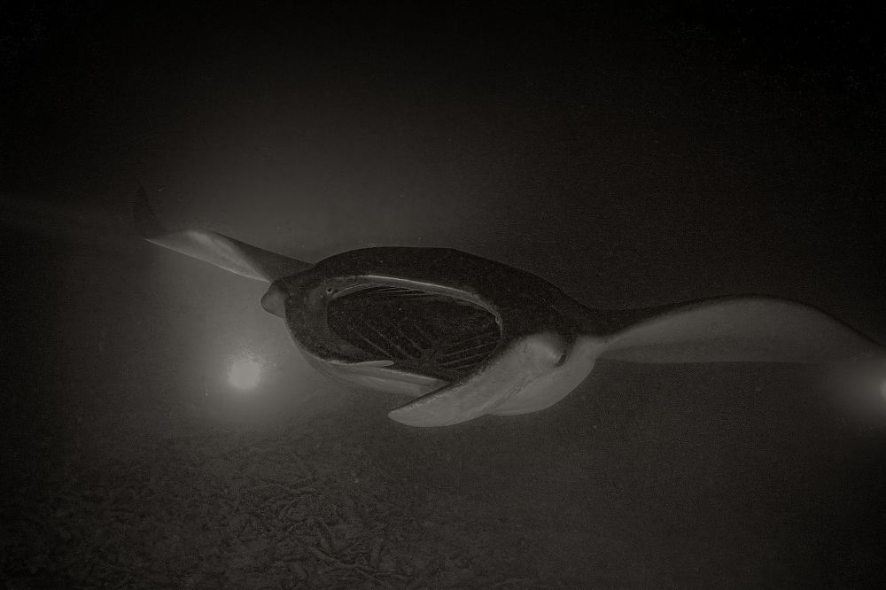 Photograph by Дмитрий Плотников