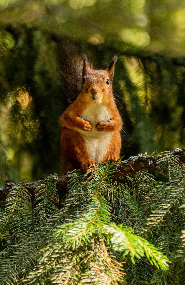 Фотография автора Алексей Тимофеев