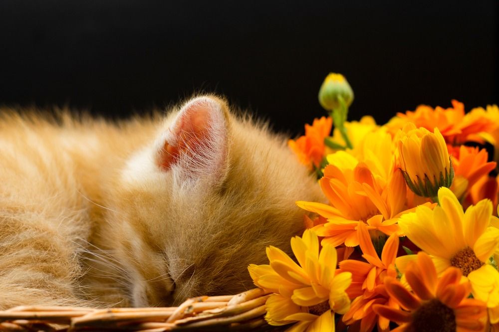 Photograph by даша ващенко