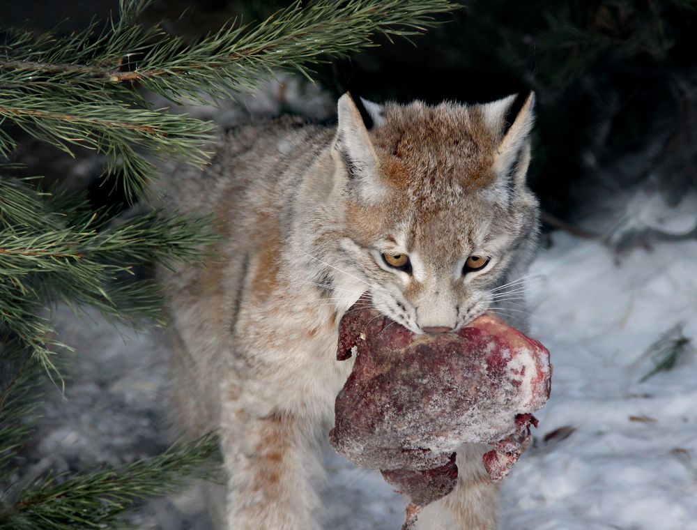 Фотография автора Светлана Бакулина