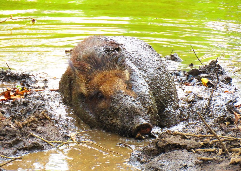 A drunk looking wild boar, sleeping in the mud