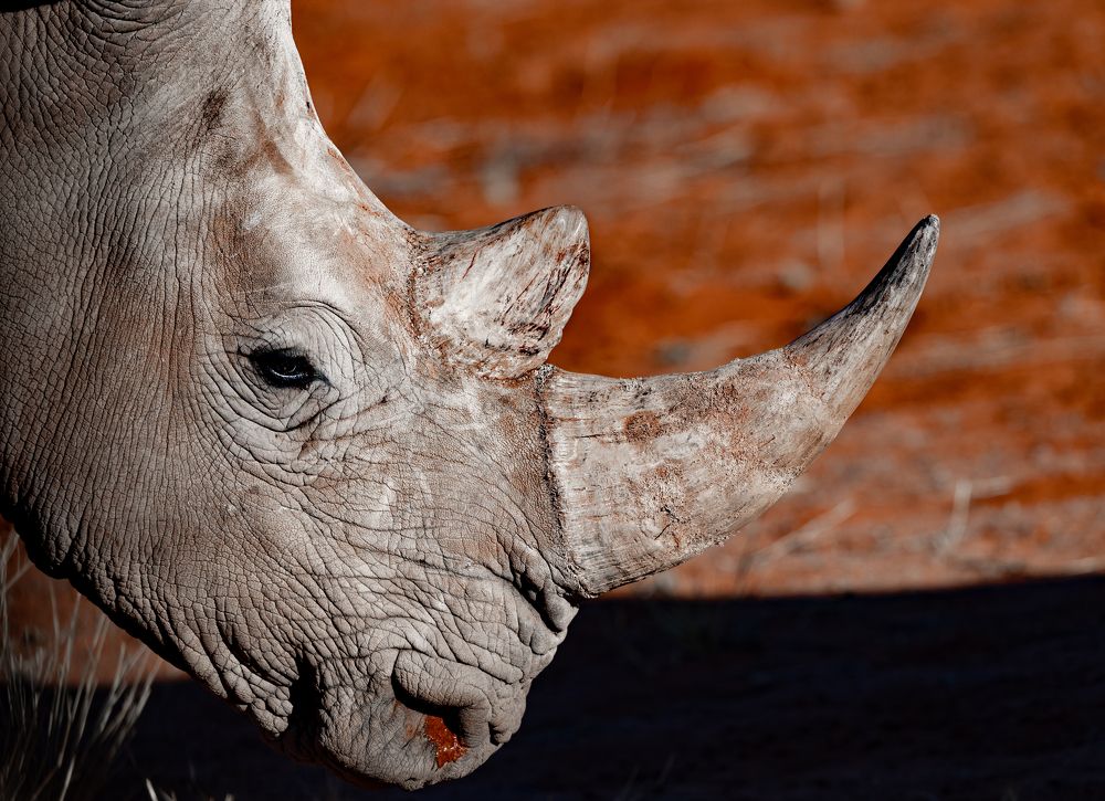 Photograph by Silvia Ribeiro