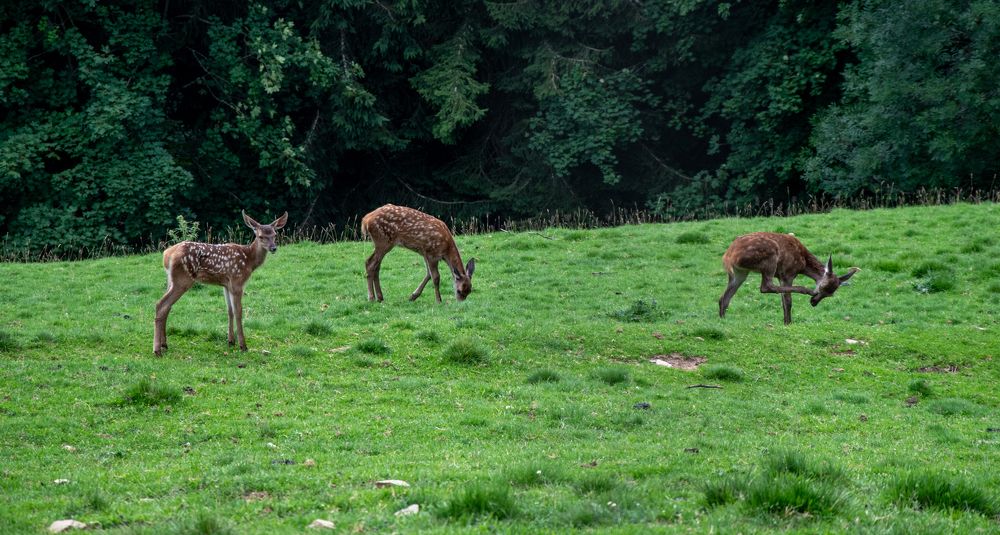 Photograph by Karolina Navodnik