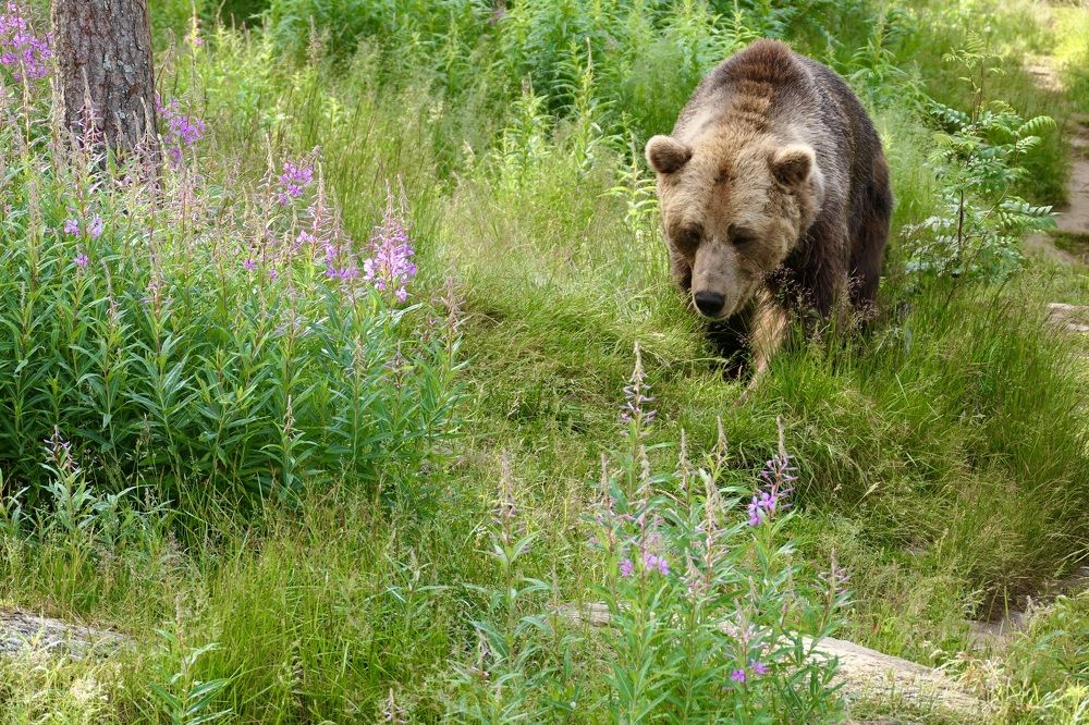 When fireweed blooms