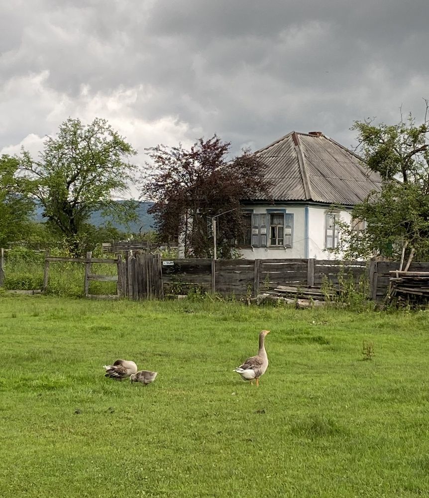 Photograph by Алиса Лукина