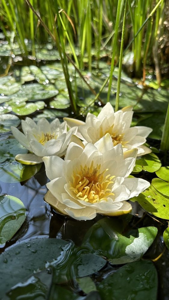 Photograph by Ольга Колосова