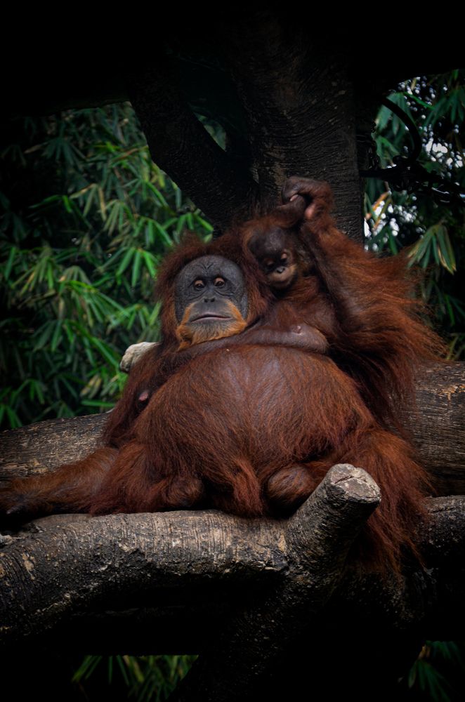 Photograph by Cahya Nugraha