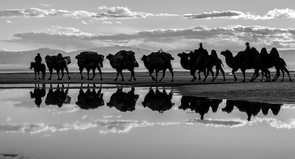 Camel migration of Mongolian nomads