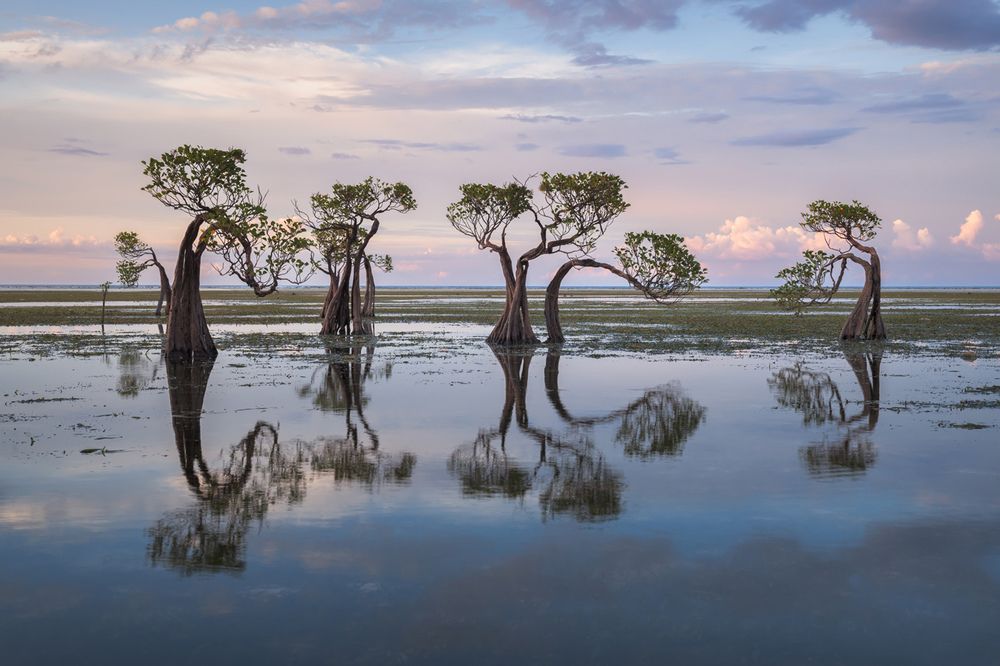 Танцующие деревья