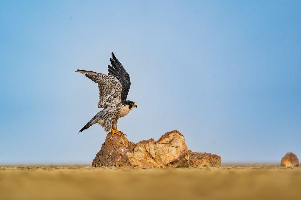 Peregrine Falcon