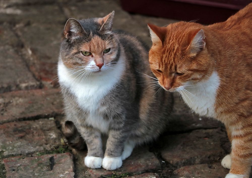 Монастырские котики