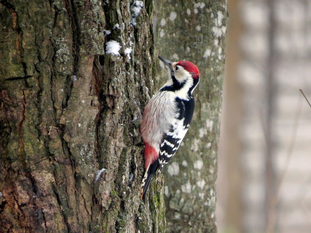 Photograph by Старичков Евгений