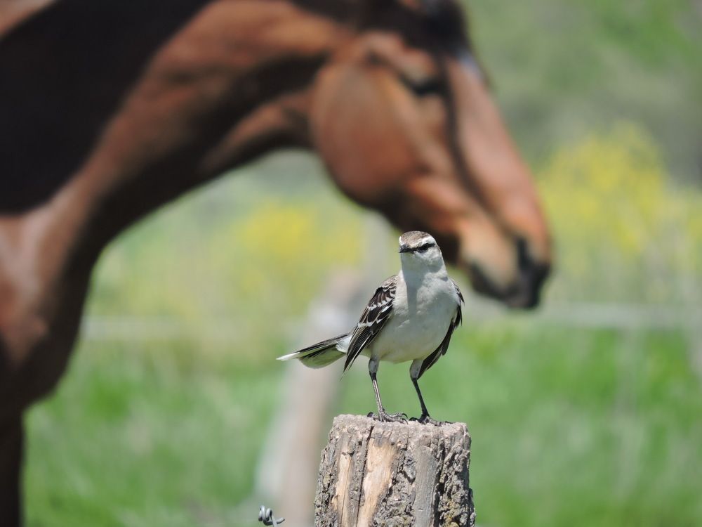 Photograph by CARLOS JAVIER PIRALI