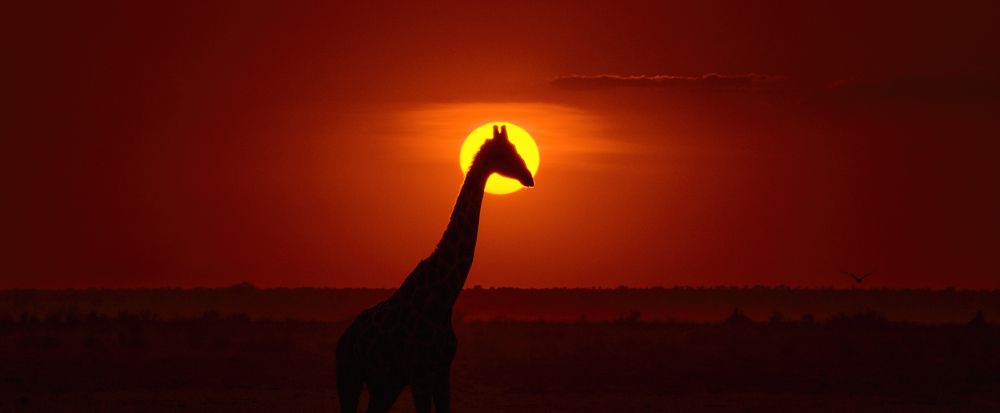 Длинношеее