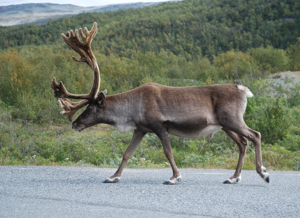 Фотография автора Linards Onzuls