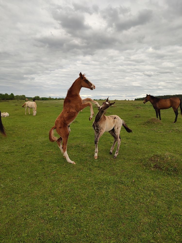 Photograph by Лолита Богачева