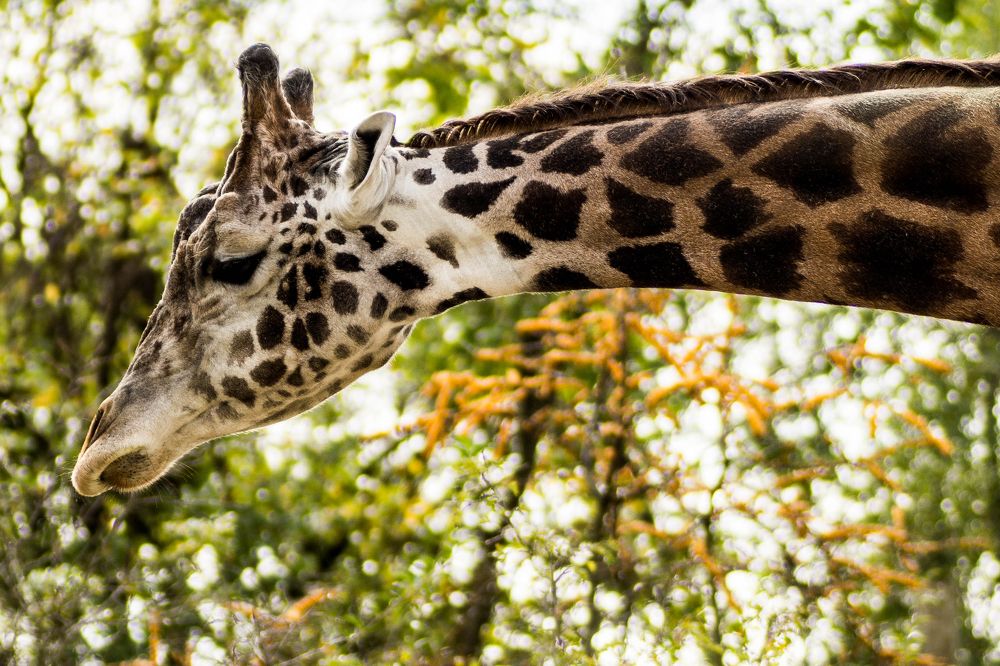 Фотография автора Elshafei Salih