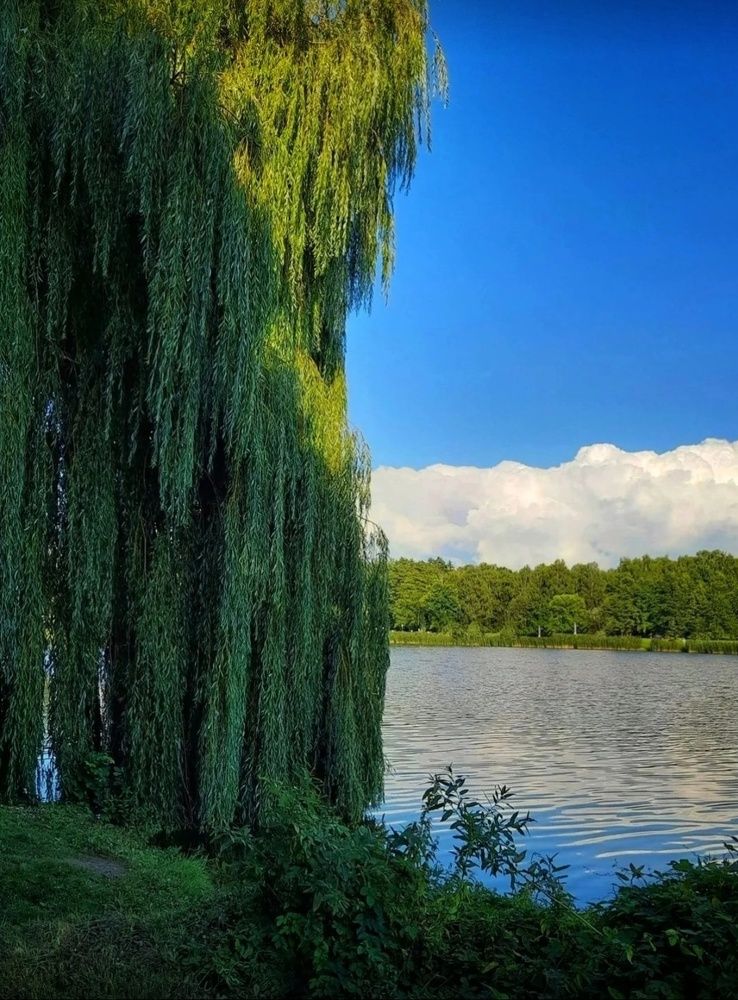 Photograph by Ирина Родионова