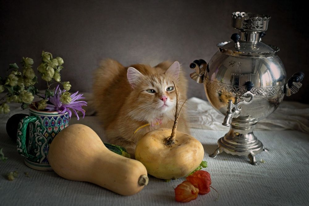 Чей же это хвост?