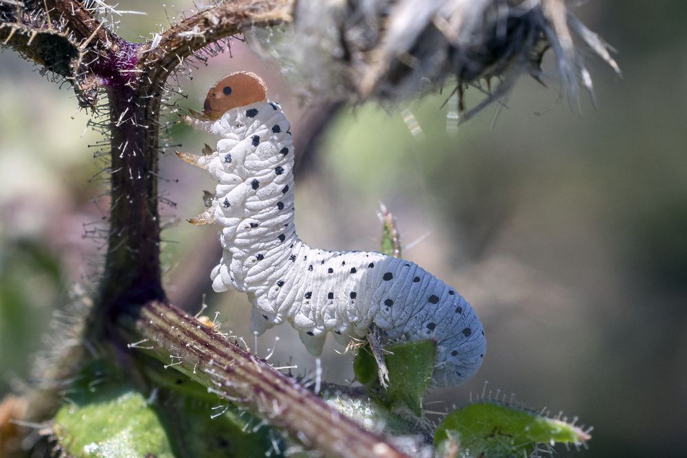 Photograph by Stamen Sotirov
