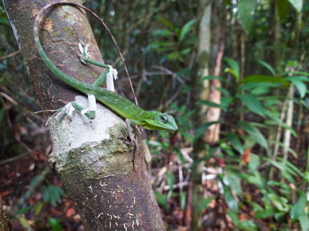 Kermit in the woods .