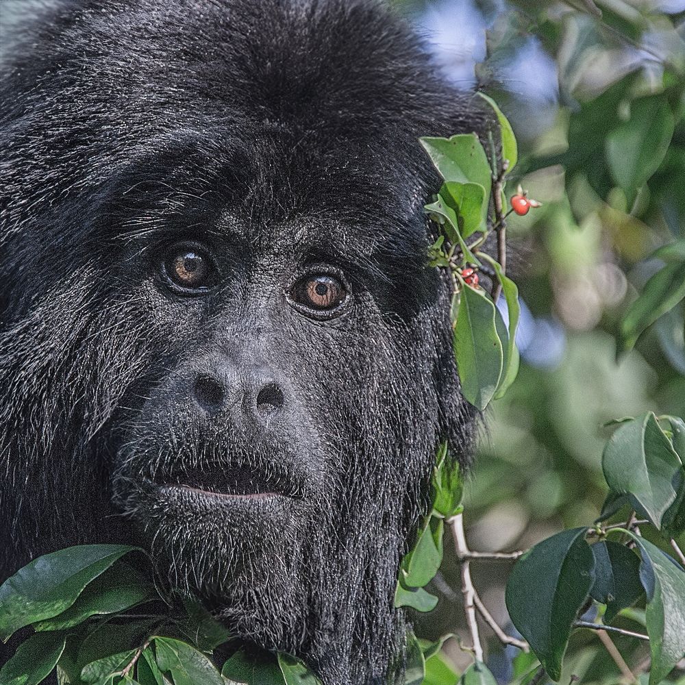 Фотография автора Carlos Gianoli