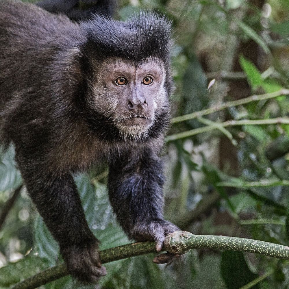Фотография автора Carlos Gianoli