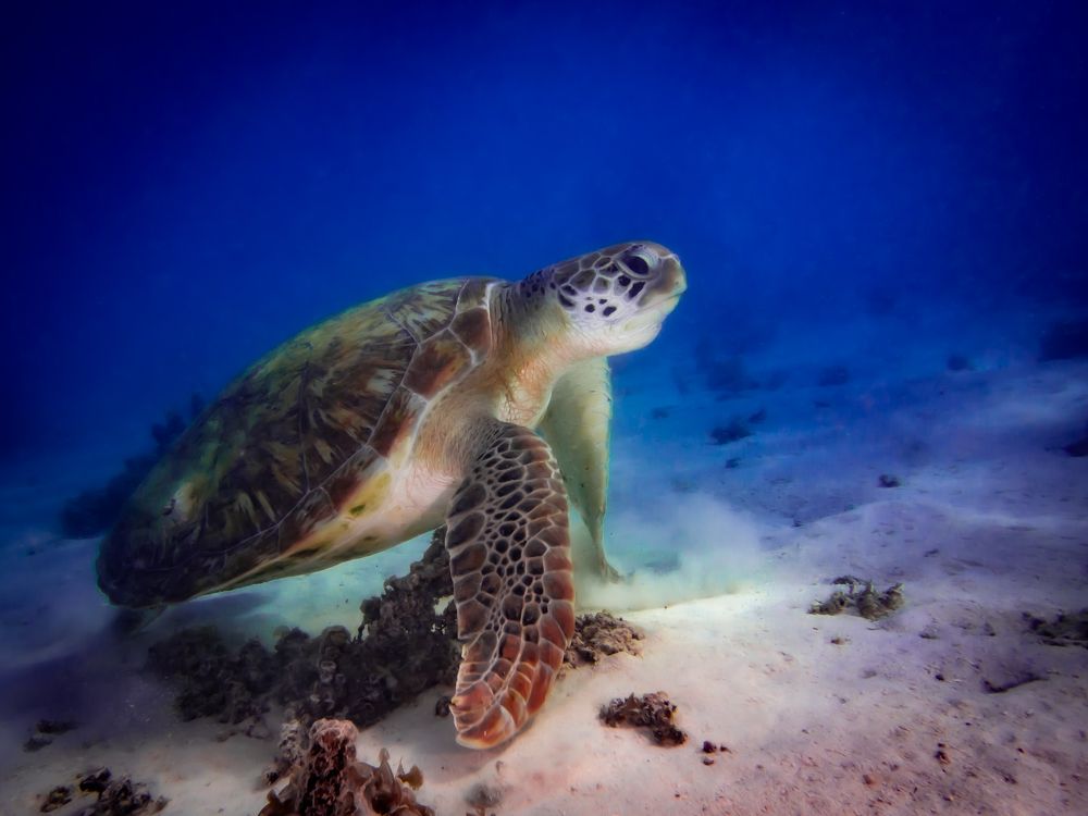 Photograph by Alexander Plakida