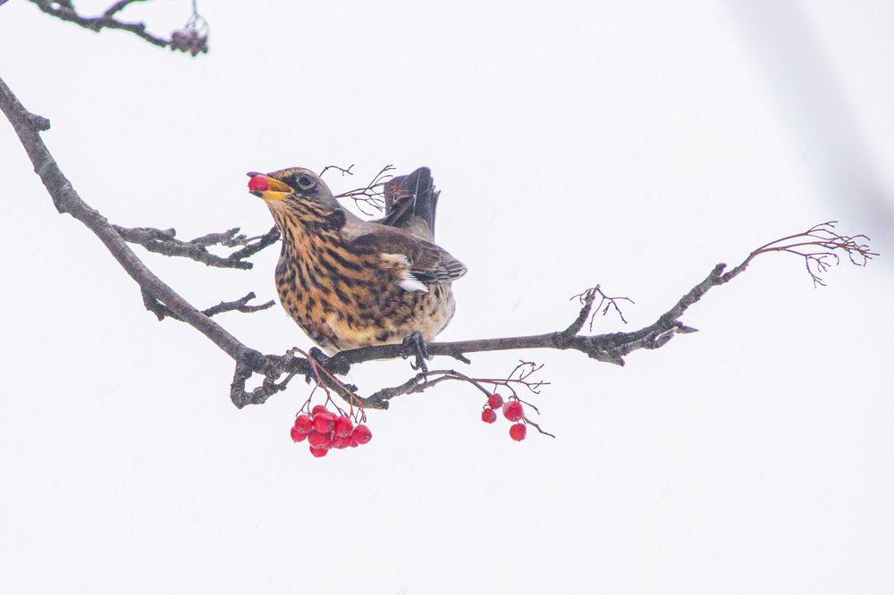 Photograph by Алексей Борисов