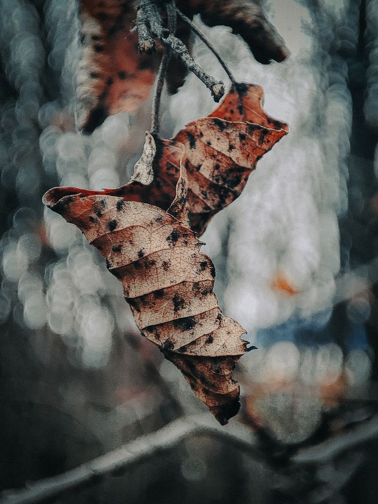 Photograph by Александра Петрова