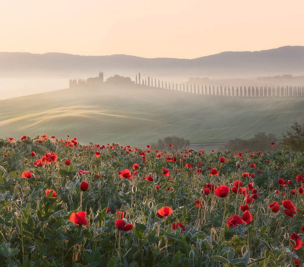 Туманное утро на полях Тосканы