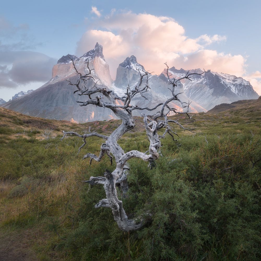 Розовый рассвет