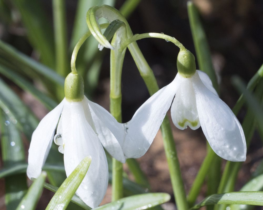 Подснежники