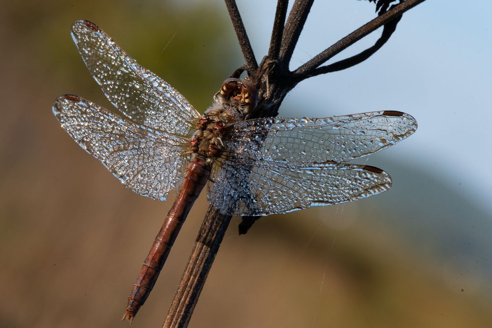 Photograph by Татьяна Шарлап