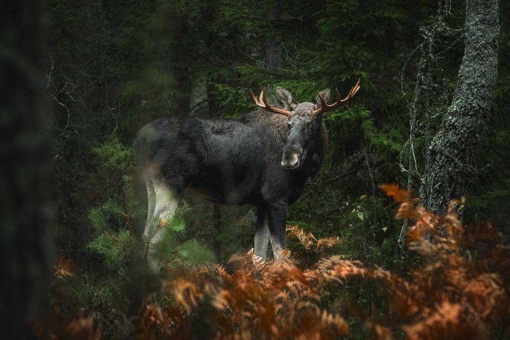 Photograph by Рудченко Ольга
