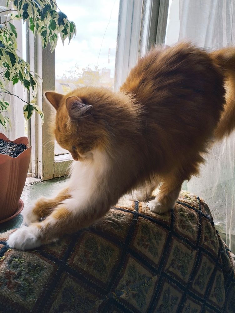 Потягушечки.