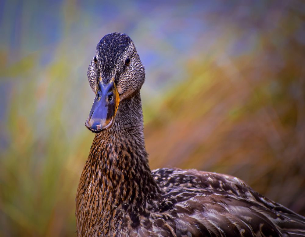 Портрет на память