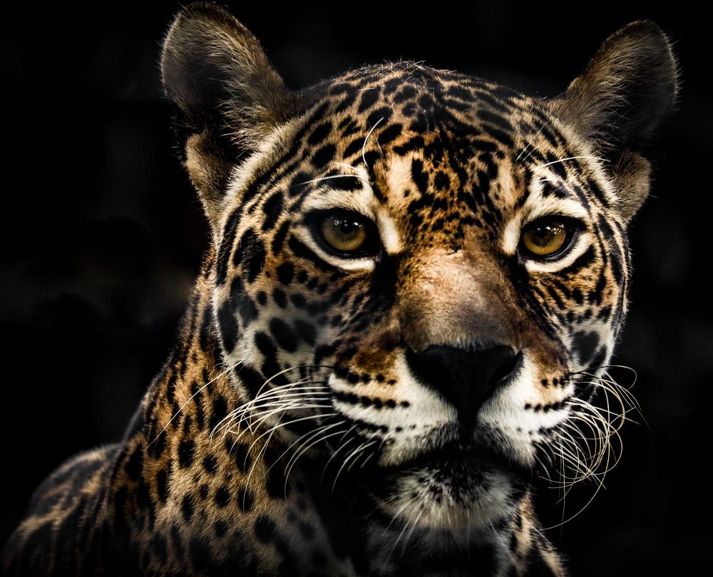 Photograph by Felix Jose Cafarelli