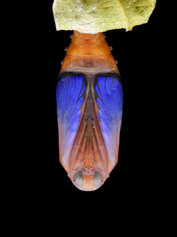 Photograph by sunil kumbar