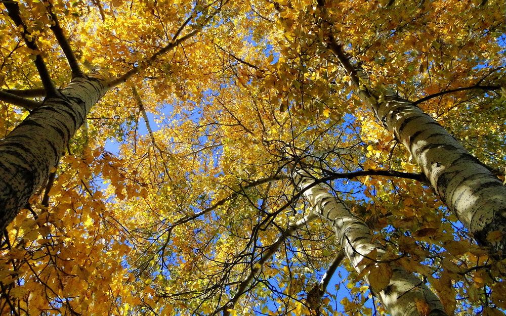 Фотография автора Сергей Сухумский