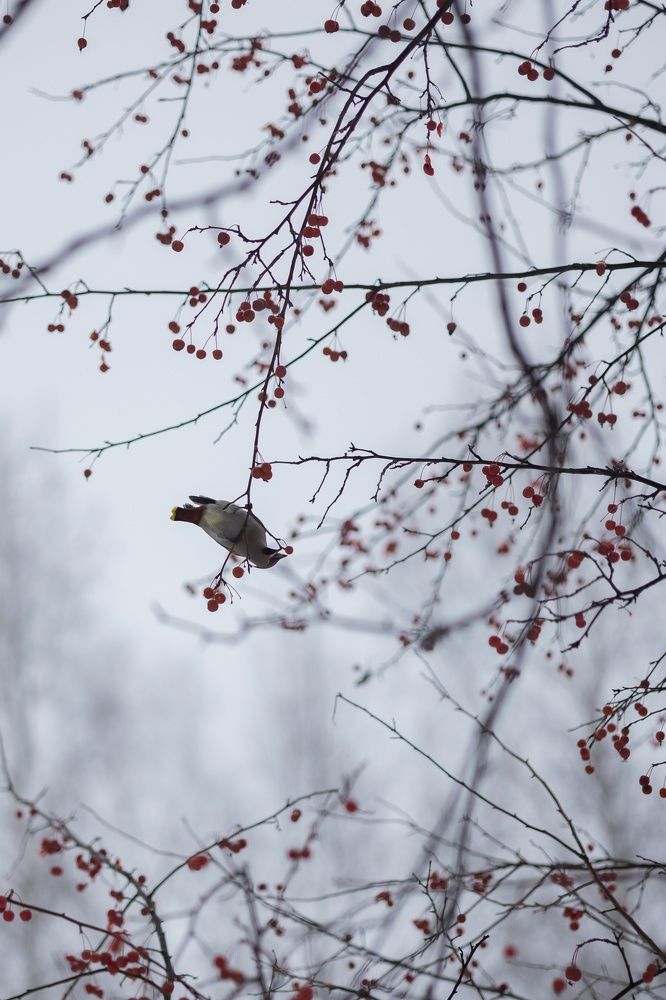 Photograph by Бальзирова Наталья
